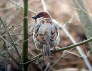 26th Feb 2020 - Male house sparrow