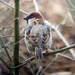 Male house sparrow by janturnbull