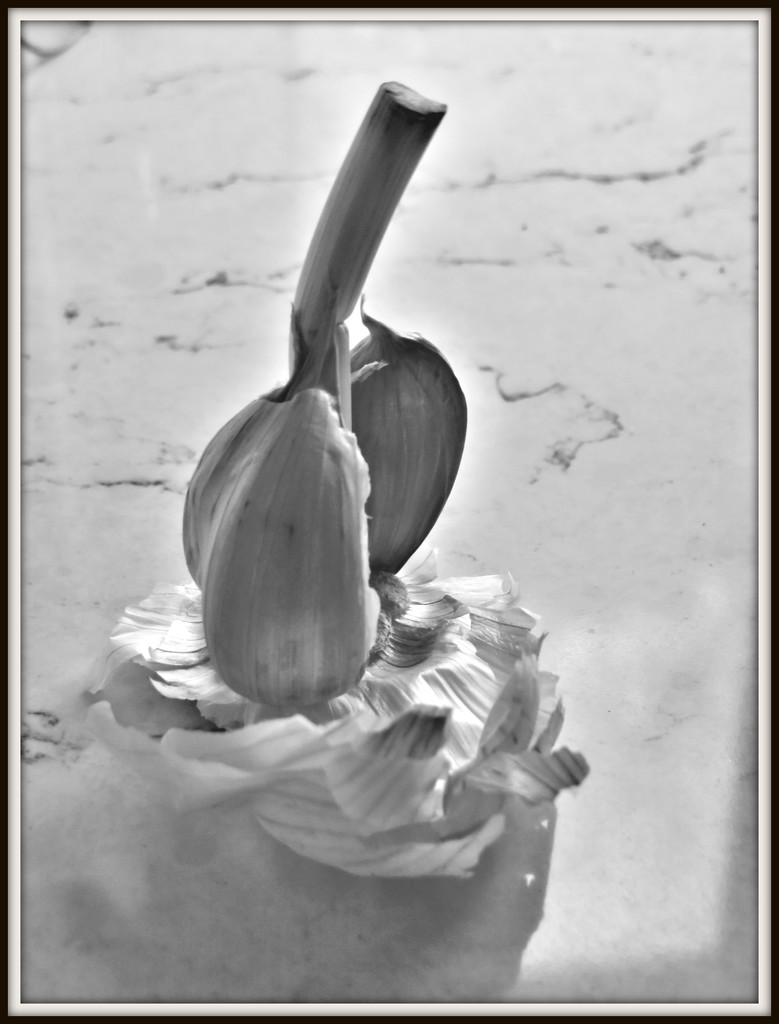 Humble Garlic FOR2020 by countrylassie