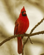 26th Feb 2020 - northern cardinal 3 sepia