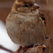 house sparrow closeup by rminer