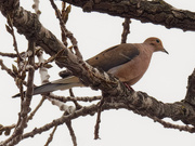 26th Feb 2020 - mourning dove branch