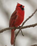 26th Feb 2020 - northern cardinal sings