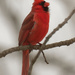 northern cardinal sings by rminer