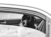27th Feb 2020 - dogs in cars