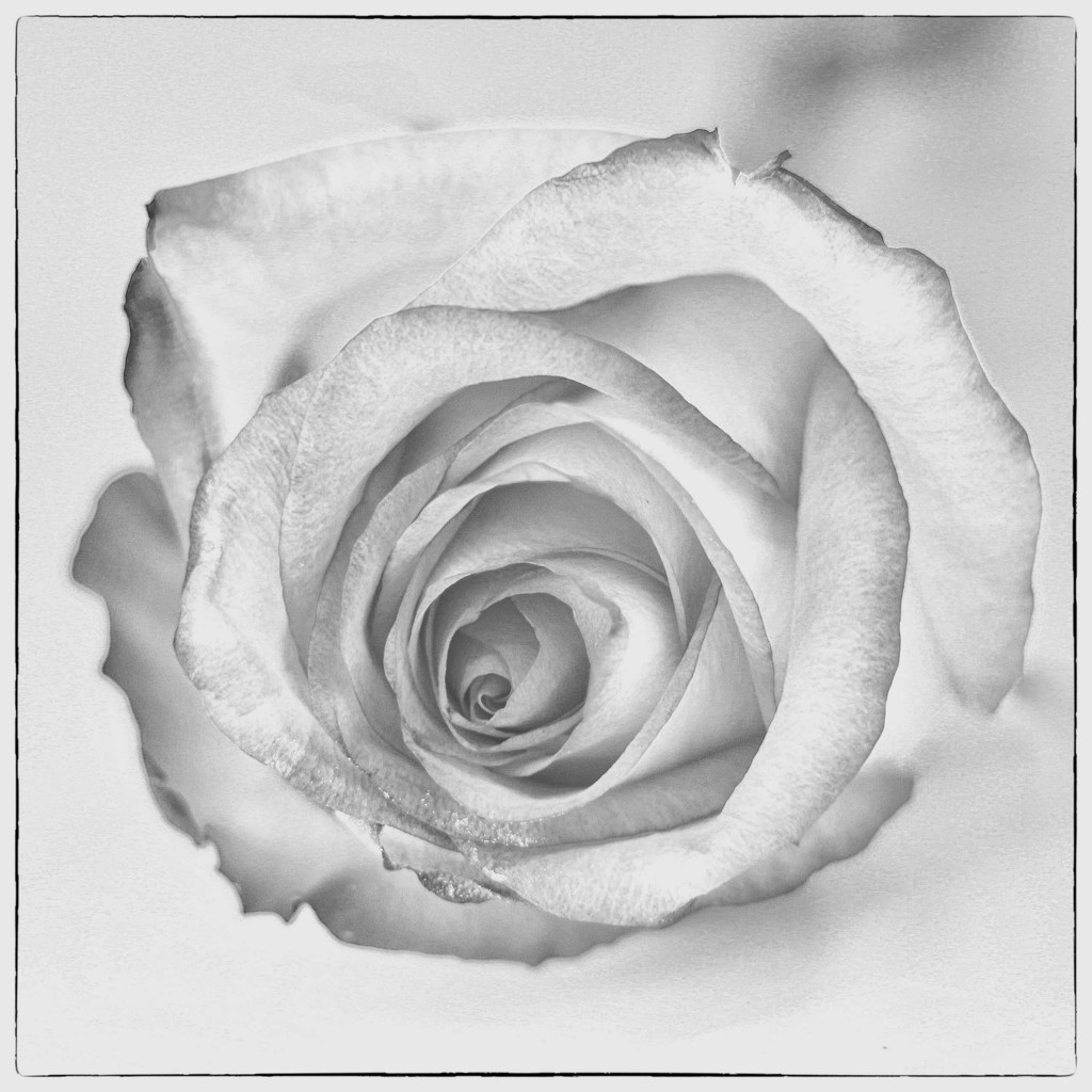 One White Rose by milaniet