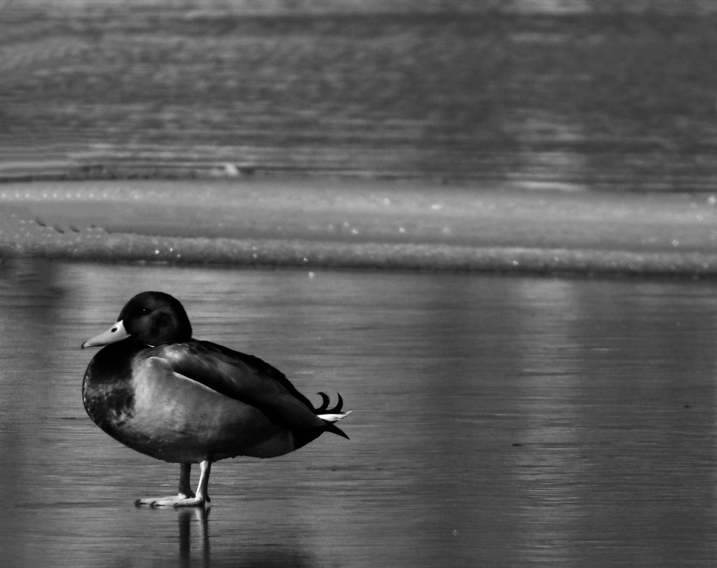 Duck on ice by amyk