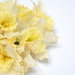 A bunch of daffodils by homeschoolmom