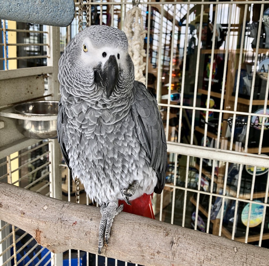African Grey Parrot by loweygrace