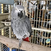 16th Feb 2020 - African Grey Parrot