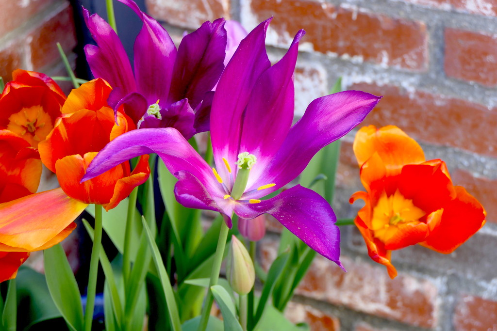 Purple and Orange Bulbs by redy4et