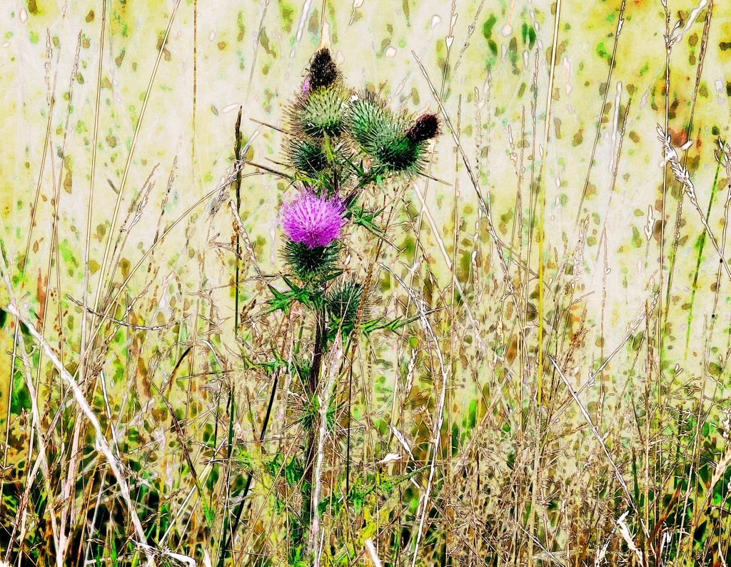 The Lone Scottish (or Scotch) Thistle by maggiemae