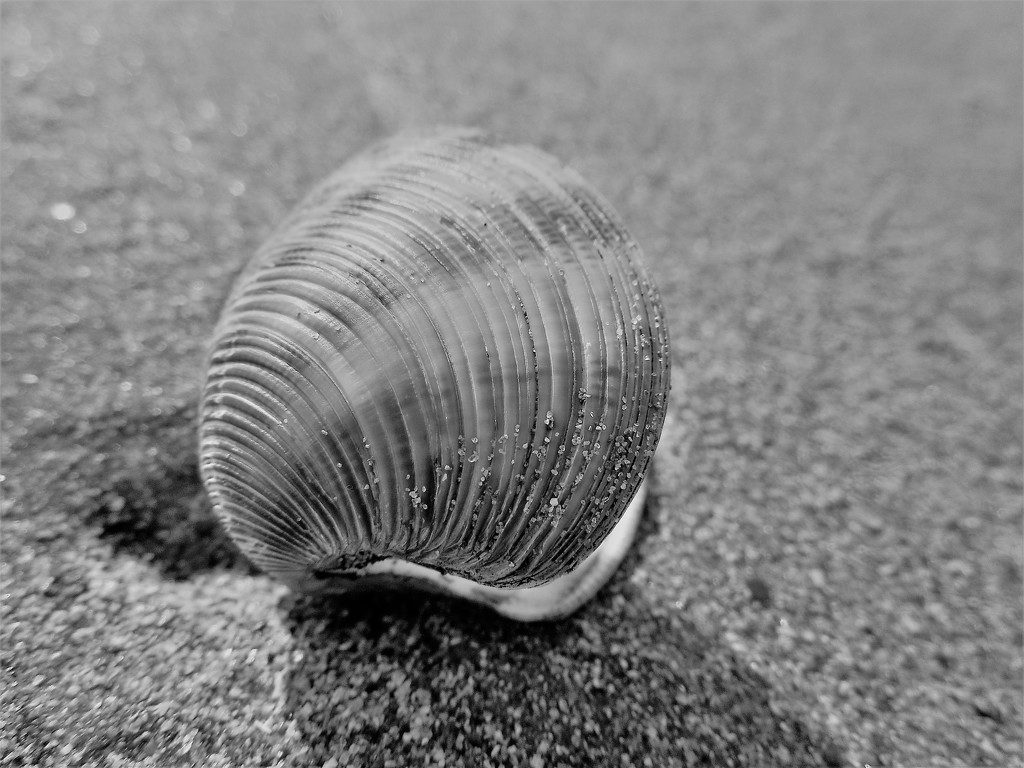 Shell by etienne