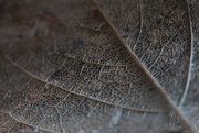 25th Feb 2020 - detail of skeleton leaf