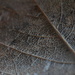 detail of skeleton leaf by callymazoo