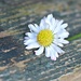 Just A Daisy. by wendyfrost