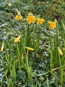 27th Feb 2020 - Daffodils on the front lawn