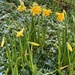 Daffodils on the front lawn by 365projectmaxine