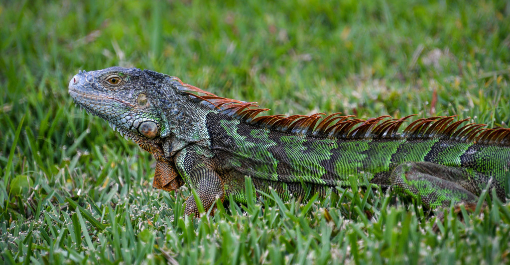Iguana by danette