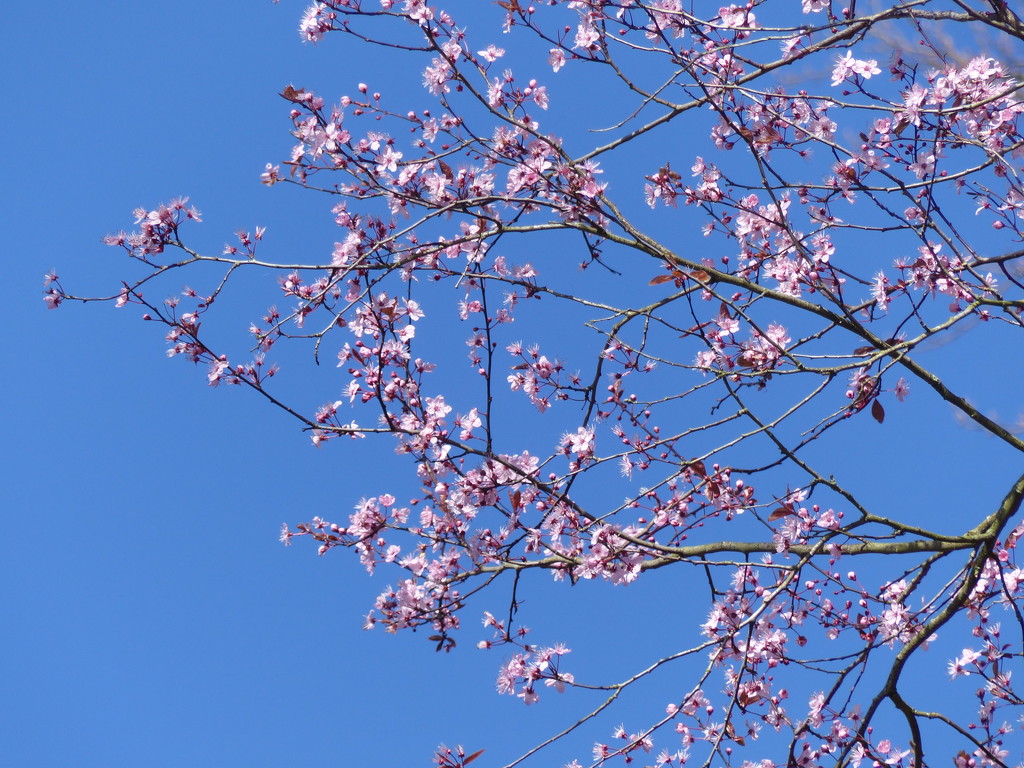  Pink Blossom and Blue Sky  by susiemc