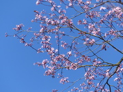 27th Feb 2020 -  Pink Blossom and Blue Sky 