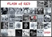 29th Feb 2020 - Flash of Red February 