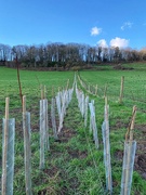 27th Feb 2020 - Hedge Planted