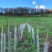 Hedge Planted by mattjcuk