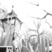 27th Feb Hi-key Hyacinth by valpetersen