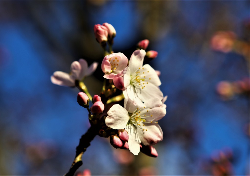 Spring by carole_sandford