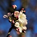 Spring by carole_sandford