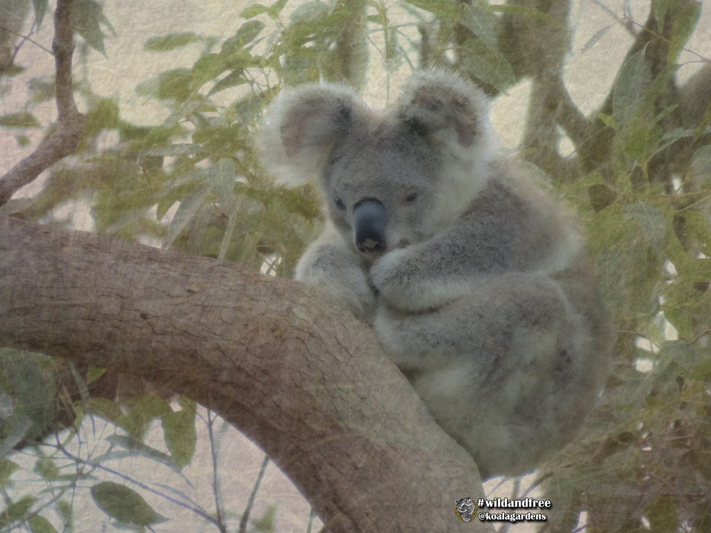 Texture series 6 by koalagardens