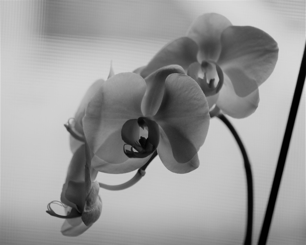 February 26: Orchid by daisymiller