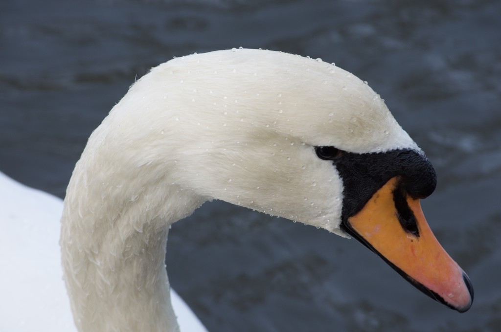 Swan lake by wakelys