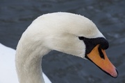 27th Feb 2020 - Swan lake