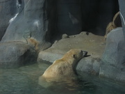 27th Feb 2020 - Polar Bear Day