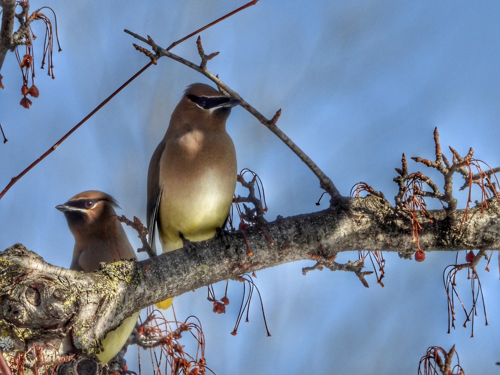 2waxwings by amyk