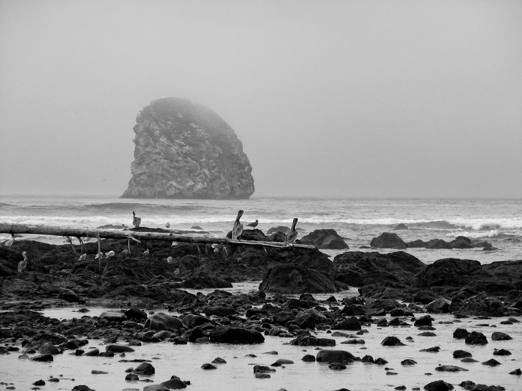 Olympic National Park by tosee