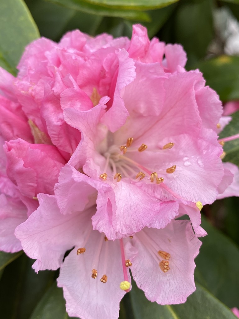 Early rhododendrons  by clay88