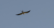 27th Feb 2020 - Swallow Tail Kite!