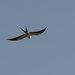 Swallow Tail Kite! by rickster549