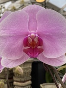 14th Feb 2020 - Pink Orchid 