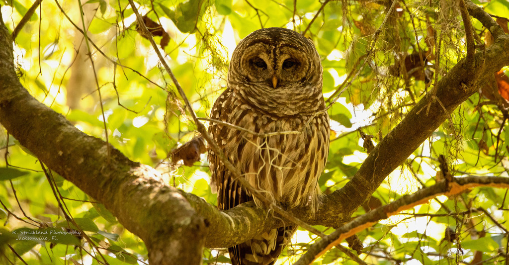 Barred Owl Just Hanging Out! by rickster549