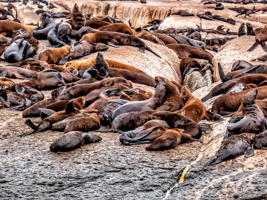 Seals lazing around by ludwigsdiana