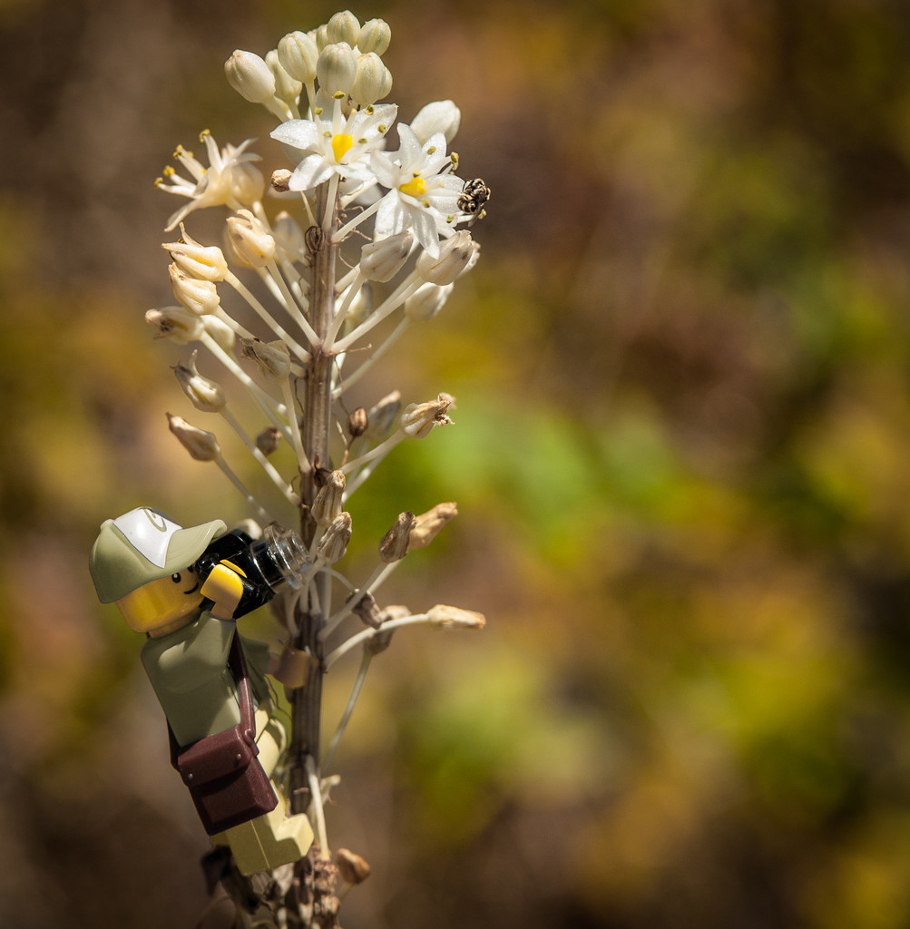 (Day 14) - Bee Observant by cjphoto