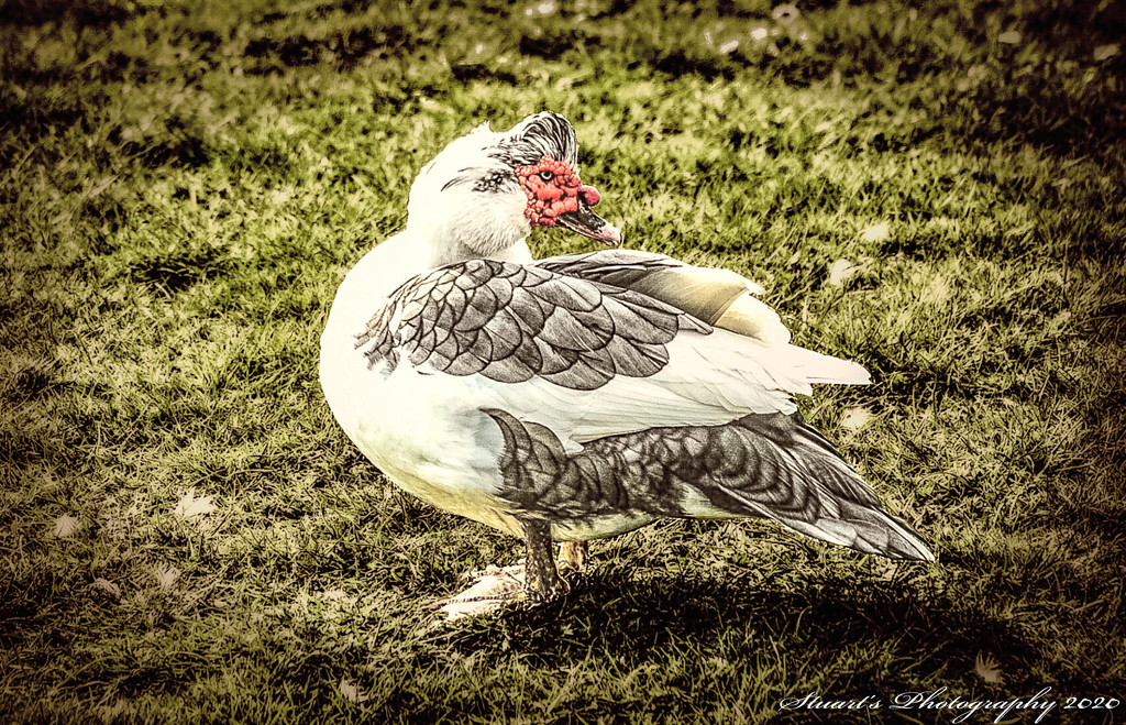 Muscovy duck by stuart46