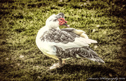 28th Feb 2020 - Muscovy duck