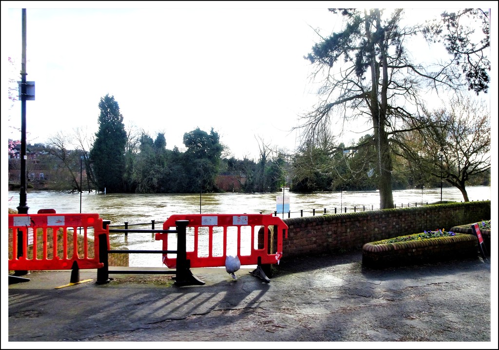 The Swollen river Severn @Bridgnorth  by beryl