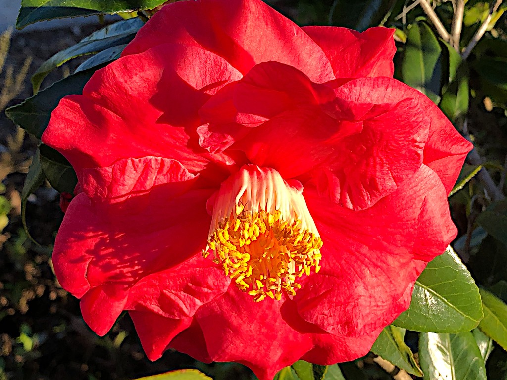 The camellias have been spectacular at Hampton Park. by congaree