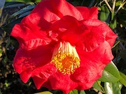 28th Feb 2020 - The camellias have been spectacular at Hampton Park.